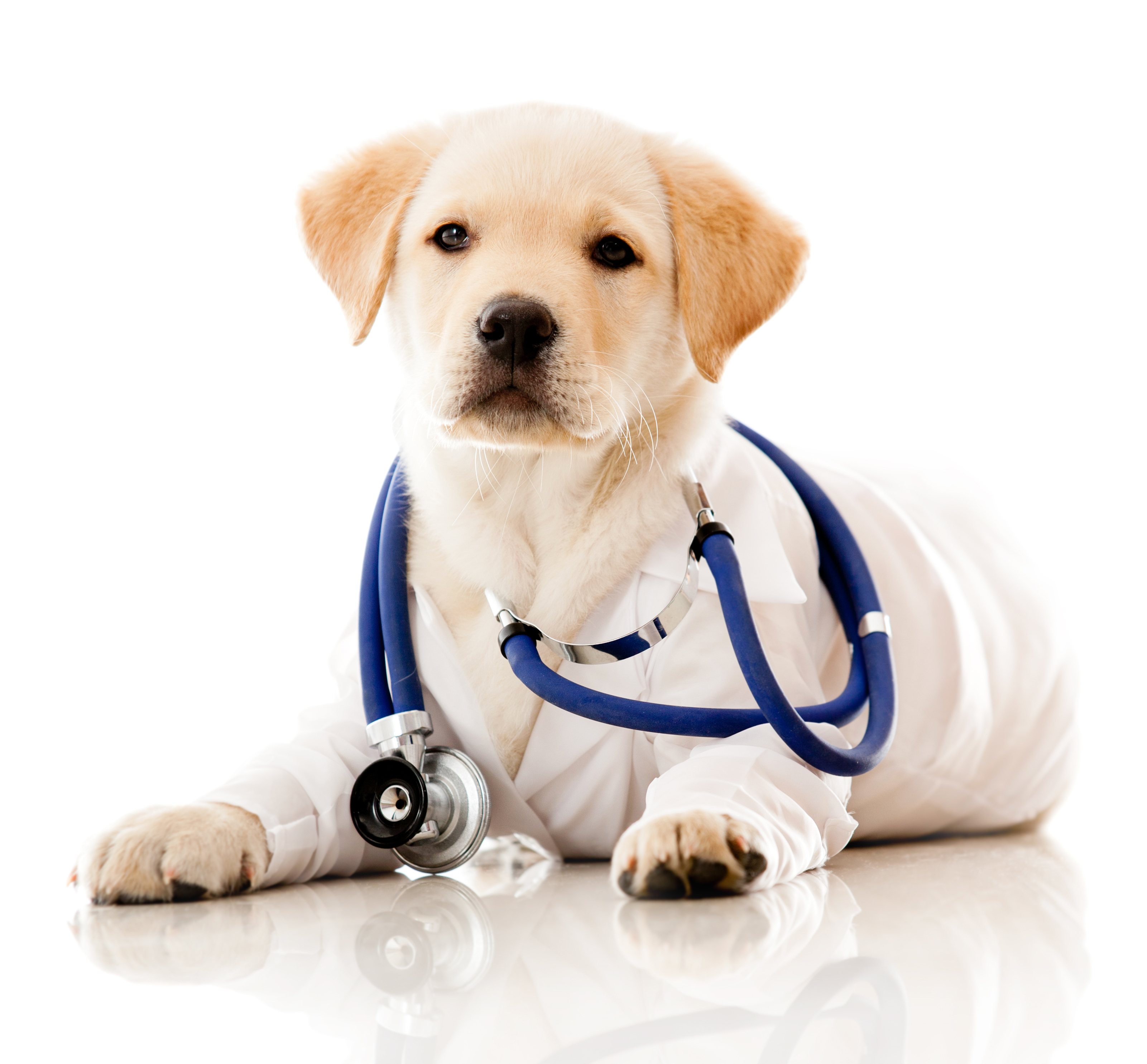 pets-and-health.jpg
